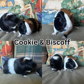 Rescue Guinea Pig Guinea Pigs for Adoption in Ripon, California - Cookie And Biscoff | PetCurious